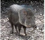 Javenlina or peccary
