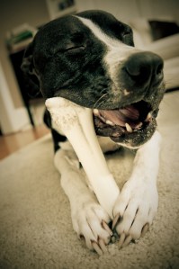 "And like that dog reflexively chewing, the rumination that results when your brain locks onto a thought can become a trap and resulting in an endless, mindless loop." Photo purchased from iStock.com