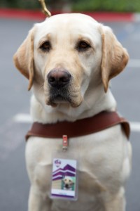 Pancho has his own MBKU ID Badge!